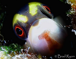 The Mimic:  Wrasse Blenny (Hemiemblemaria simulus) by Brad Ryon 